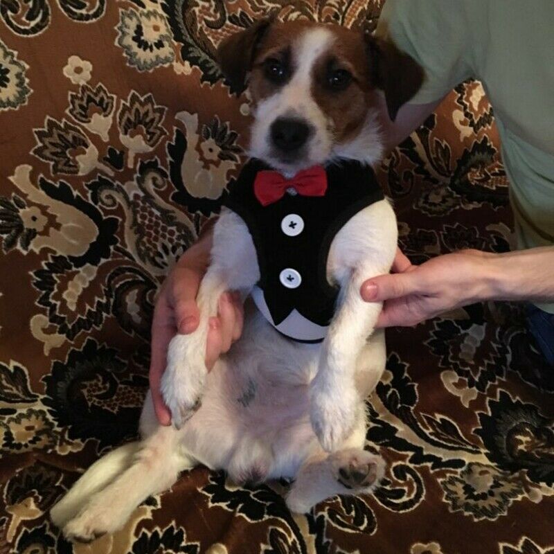 Dog Vest Pet Dog Harness Leash Set for Small Medium Dogs Bow Tie Formal Dre O1R3