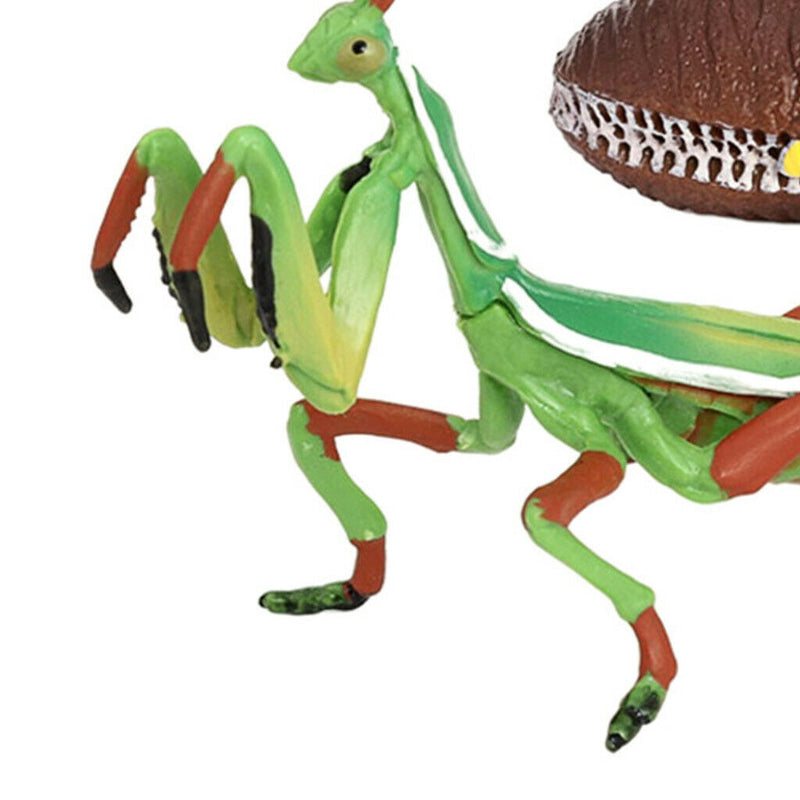 Life Cycle, 4 Part Life Cycle, Classroom Accessories, Teaching Aids, Ages 5+