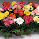 30pcs Bonsai Seeds Gerbera Daisy Hybrids Mix Flowers Home Garden Beautiful LJ