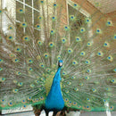 10PCS QUALITY GIFTS DIY PEACOCK EYE TAIL FEATHER FOR MASQUERADE DECORATION