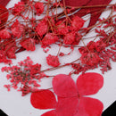 6 Kinds Pressed Press Dried Flower Real Dried Flower Plant Specimen For