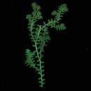 6x 6.5-7cm Pressed Water Grass Natural Dried Flowers DIY Scrapbooking Crafts