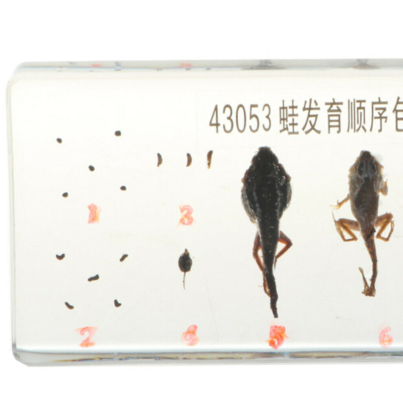 Lifecycle of a Frog Specimens Paperweight Educational Science Classroom
