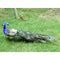 Vivid Artificial Peacock Bird Realistic Taxidermy Home Garden Yard