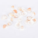 20X Natural White Shells Decorations Mini Nautical Crafts Aquarium Ornaments FT