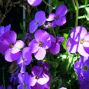 200X bag cascade purple aubrieta flower seeds perennial ground cover romanticLJ