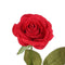 Birthday Gift Beauty And The Beast Red Rose With Fallen Petals In A Glass D S9L4
