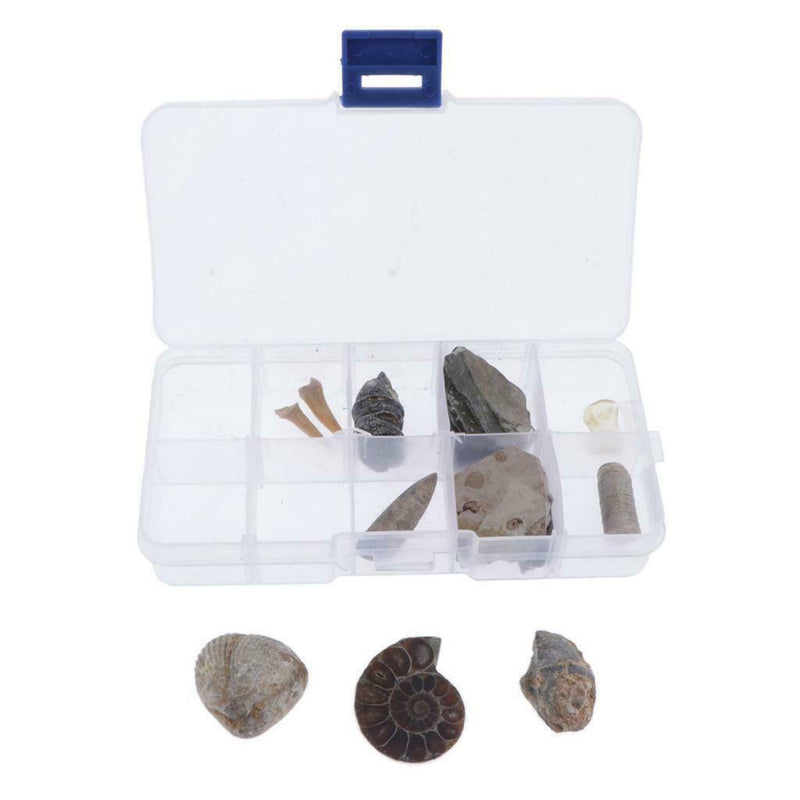 10pcs Rock Mineral Stone Amber Fossils Collection Education Science Specimen