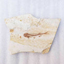 Fish Fossil Real From Western Liaoning China 150 Million Years Ago Lycopter O7C4