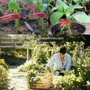 50x Gardening Grafting Clips For Home Garden Vegetable Bushes Vine Flower Q6R4