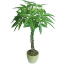 1pcs pachira money tree seeds good luck much money indoor plant ornamental ly