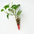6 x Clear Cone Glass Wall Hanging Flower Vase Plant Bottle Home Decor