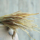 50Pcs Natural Dried Pampas Grass Reed Flower Bunch Wedding Bouquet Decors AU Hot