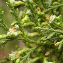 50pcs Lot Arborvitae Cypress Cupressus Sempervirens Pine Garden: Tree C1L3 B0K5