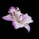 20x Light purple Artificial Silk Orchid Dendrobium Flower Head Wedding Decor