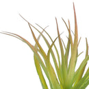 Real Touch Artificial Succulent Plants Landscape Garden DIY Decor Grass L