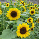 Sunflower Seed Dwarf Helianthus Annuus Sun Flower Seed Bonsai Flower OrnamentalL