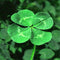 30Pcs/Bag Trifolium Repens Seeds White Clover Flower Seeds Bonsai Shamrock JR