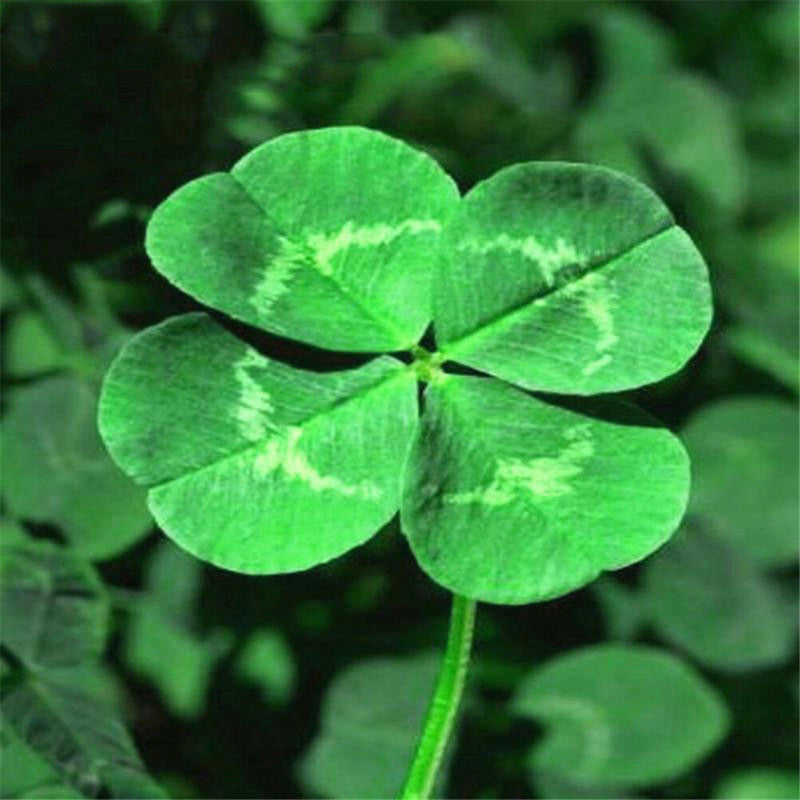 30Pcs/Bag Trifolium Repens Seeds White Clover Flower Seeds Bonsai Shamrock JR