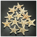 12x Knobby Starfish 8-11 CM Seastar Shell Beach Wedding Display Craft Decor A7K3