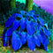 20pcs hosta plantaginea seeds fragrant plantain flower fire and ice shade TBR^i