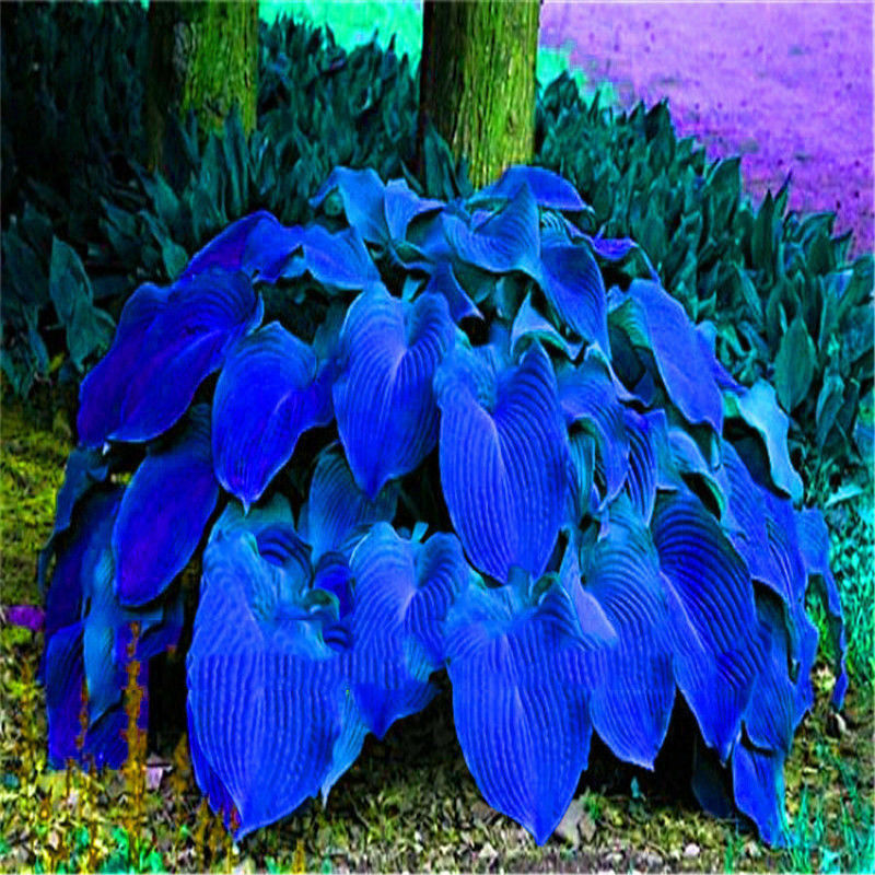 20pcs hosta plantaginea seeds fragrant plantain flower fire and ice shade TBR^i