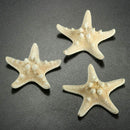 5pcs/lots crafts white bread sea shell starfish, fashion home decorative ha