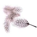 50pcs Fishing Party Decoration Dyed Guinea Fowl Feather BX