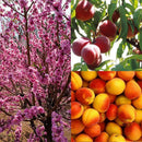 10pcs sweet peach seeds dwarf peach tree bonanza peaches fresh fruit plants HR8~