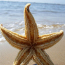 2Pcs Natural Dried Starfish Sea Star Beach Craft Wedding Party Home Decor Deluxe