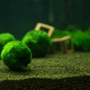 Nano Marimo Moss ball monkey Live aquarium plant fish tank betta sea~triops
