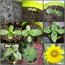 Plant Your Own Giant Sunflower Plant Kit - Indoor Windowsill Gift Gardening K2C2