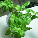 500pcs spearmint seeds mint mentha herb green home garden flower plant decor @LJ