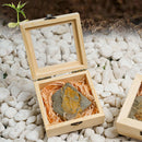 Trilobite Fossils Collection in Box Fossils Millions of Years Old!