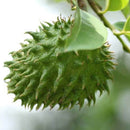 20pcs seeds soursop Durian Tropical Fruit garden Bonsai OZ