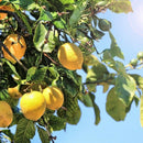 10pcs Lemon bonsai lemon Tree Fruit Tree Garden Courtyard fruit plants ME ME