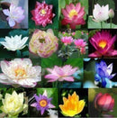 30 Pcs Mix Lotus Seeds Water Flower Viable Plants Fragrance Blooming Trendy LJ