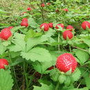 Walderdbeere 500 Samen Fragaria Vesca Rot Wald Erdbeere-Monatserdbeere D6G2 E9J1