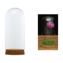 Glass Cloche Dome Bell Jar Display Stand Dome Cover Terrarium Bottle 8x18cm