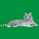 DIY Diamond White Tiger Painting Cross Stitch Needlework Crafts Decor