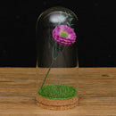 Glass Cloche Dome Bell Jar Display Stand Dome Cover Terrarium Bottle 8x18cm