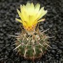 100pcs Cactus mix (A mixture of varieties) indoor Flower Home E3D6 S K2D9 G M6C2