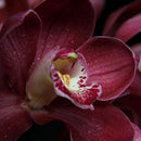 100 PCS Chinese Cymbidium Orchid Indoor Potted Flowers Orchid Cicada Q2Z1 S Q5T5