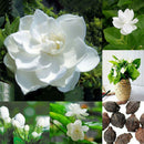 50pcs Jasmine Gardenia Seeds Light Fragrant White Color Bloom Five Petal DecoSP