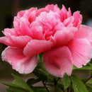 Peony Seeds Plants Ing Greenery Flowers Outdoor 10pcs best P4C4 G1B7