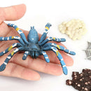 Realistic Plastic Bird Eating Spider 4 Stage Growth Life Cycle Kid