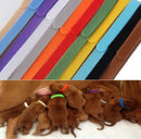 12pack Tiny Collar Kittens, Puppies, Cats, Dogs, Ferrets, Rabbits, Possums Whelp