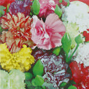 Beautiful Carnation Seeds LJerennial flower Dianthus Caryophyllus Clove SeedLJ