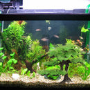 Artificial Plant Aquarium fish tank rockery bonsai hotel ornament decor