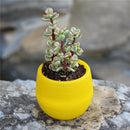 1 pc Plastic Plant Flower Pot Garden Home Office Decor Desktop Flower PME